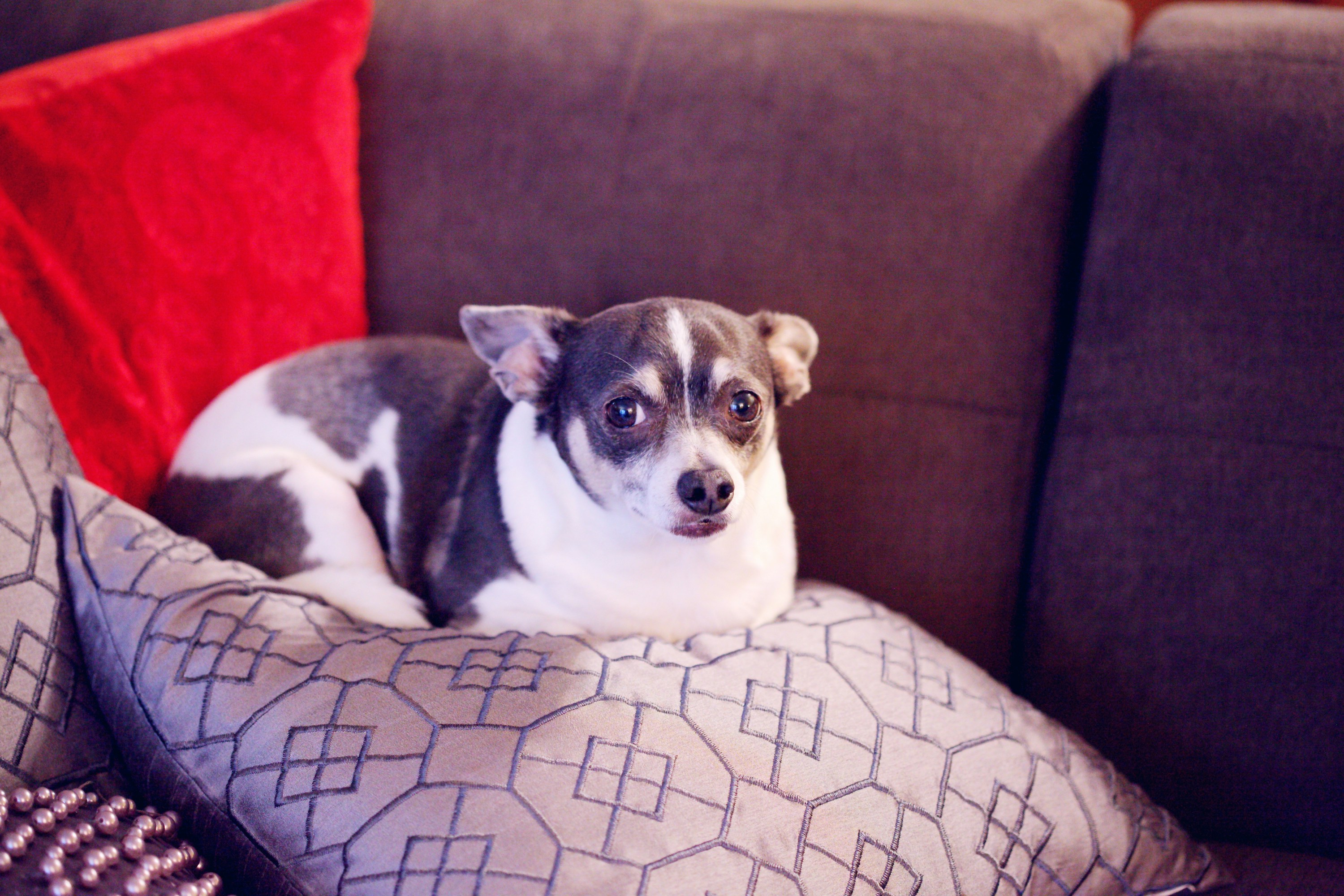 A large black and white Chihuahua lying on the couch