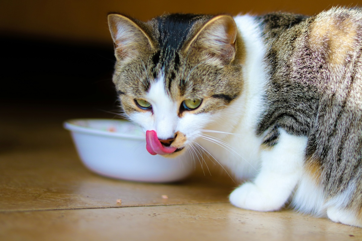a cat licking lips after eating from white bowl