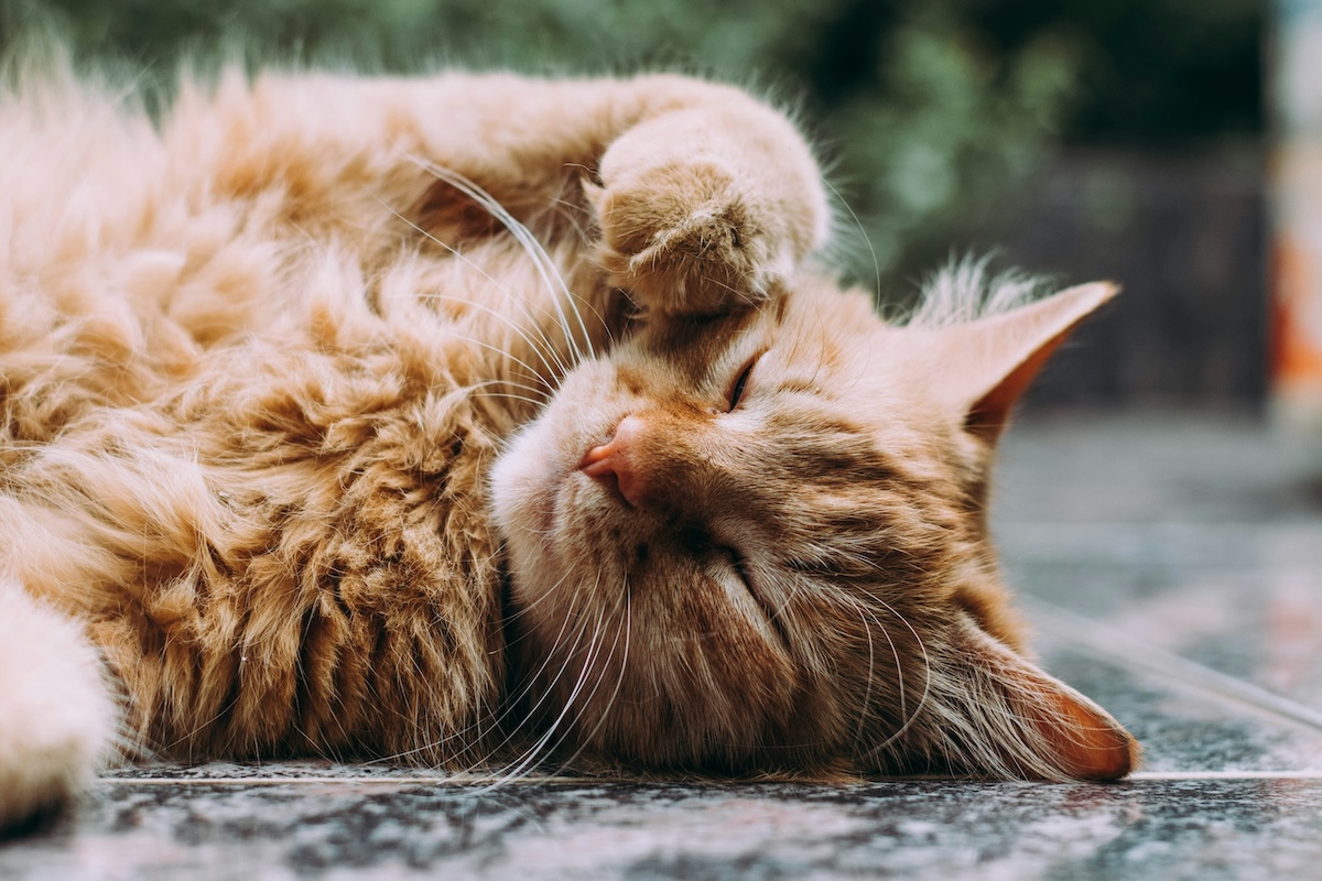 an orange cat on their back