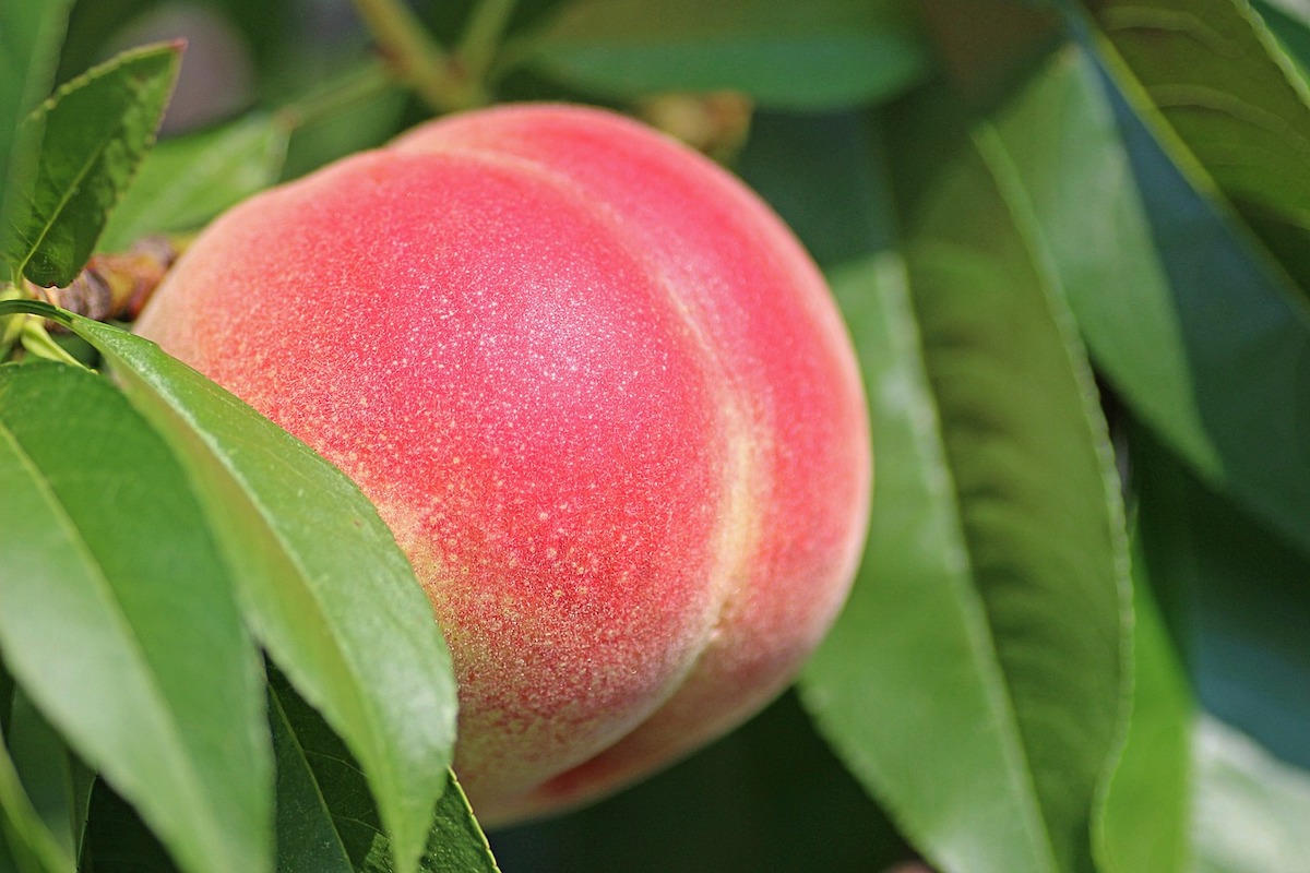 A ripe peach close up