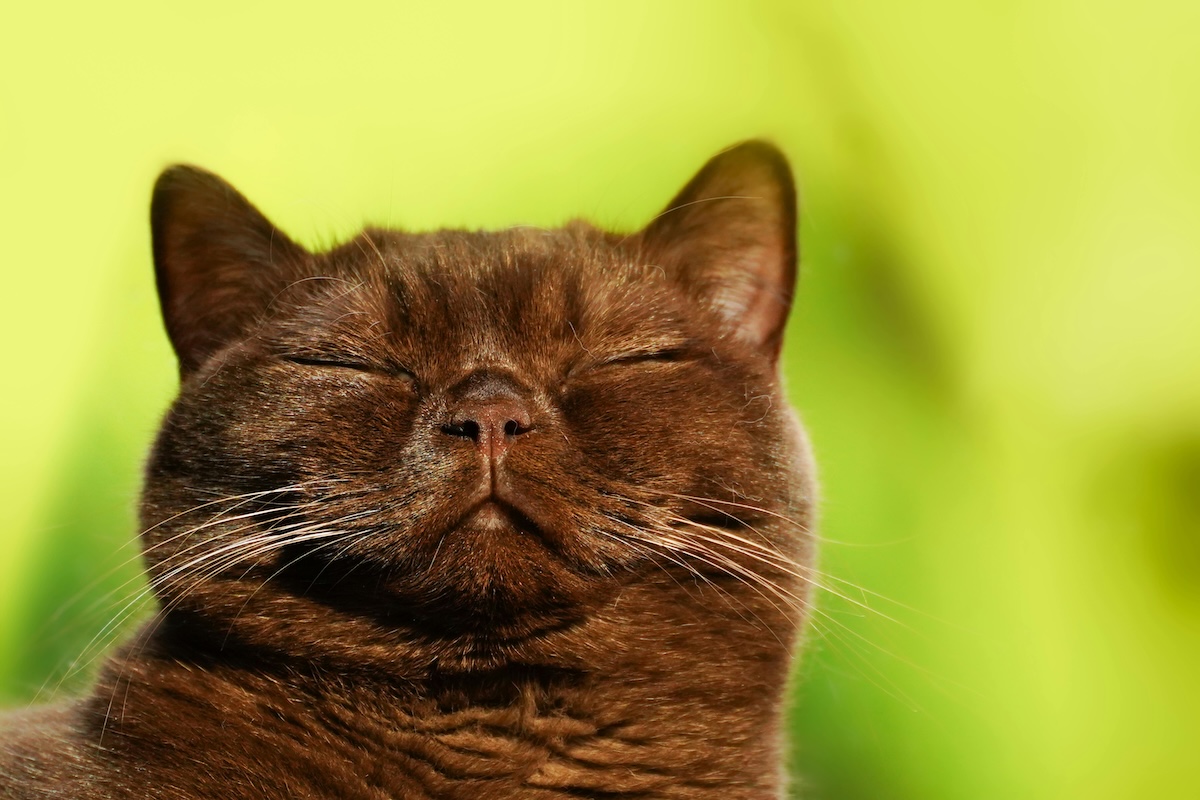 A dark Burmese cat with eyes shut