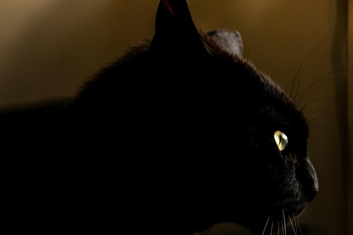 black cat glowing eyes