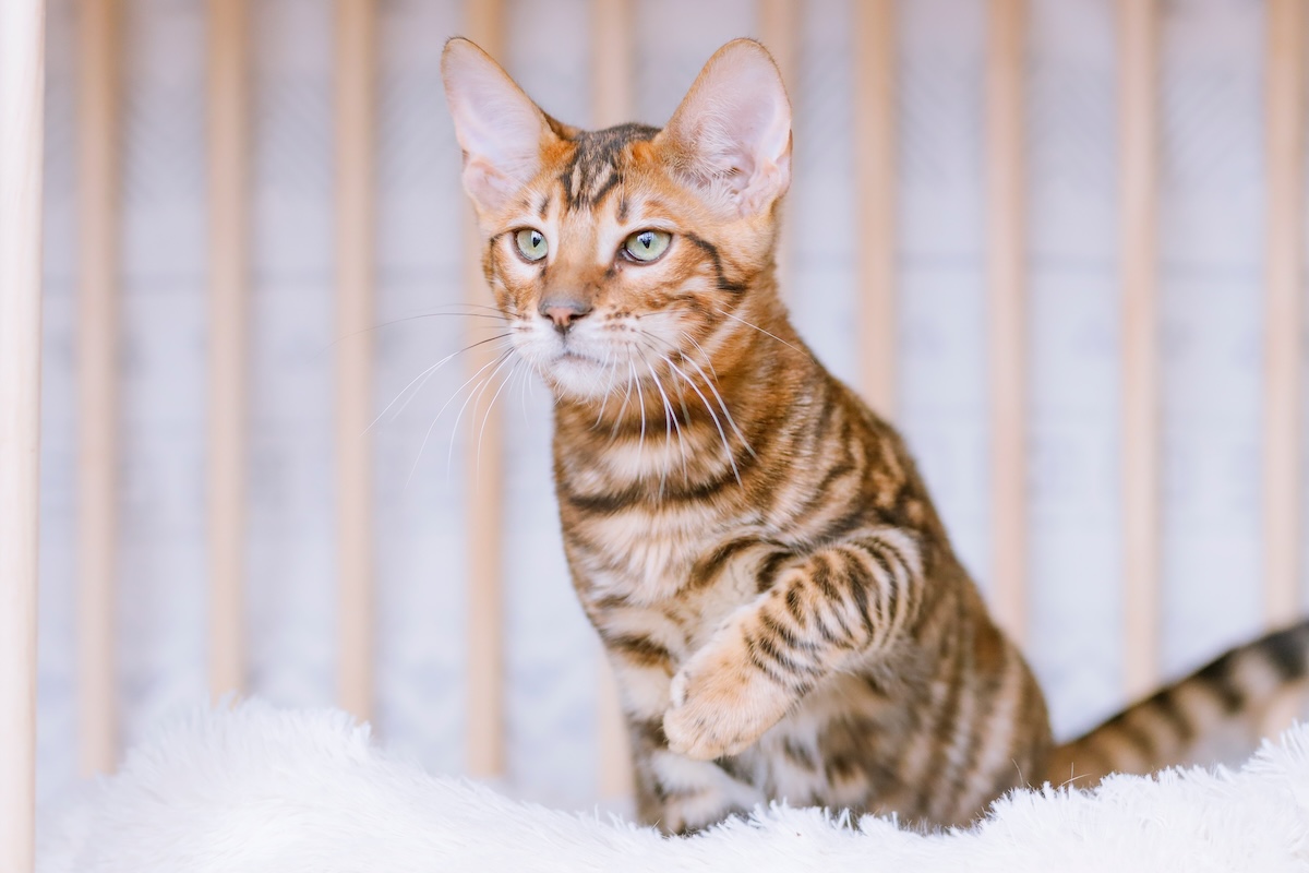 A toyger cat with stripes