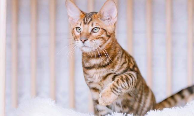 A toyger cat with stripes