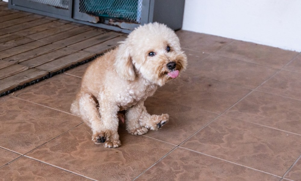 Mini poodle butt-scooting