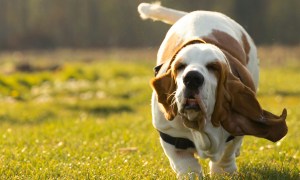 A Bassett Hound running in a sunny field