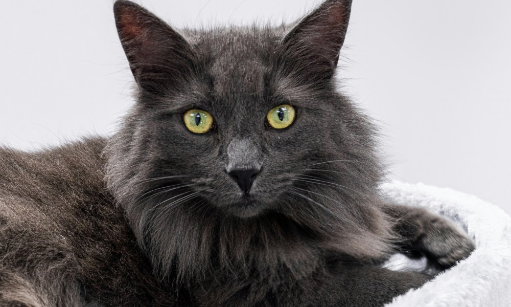 A black Norwegian Forest Cat with green eyes