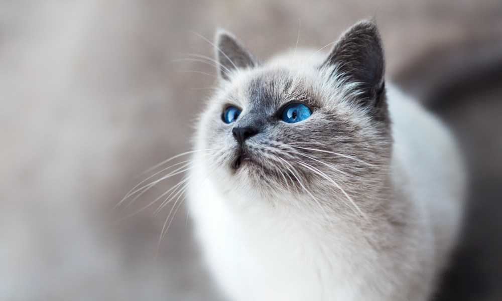 Blue-eyed ragdoll cat