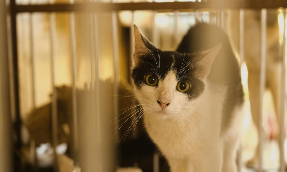 Black and white cat in a large kennel near a window