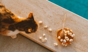 Cat eating popcorn off a board