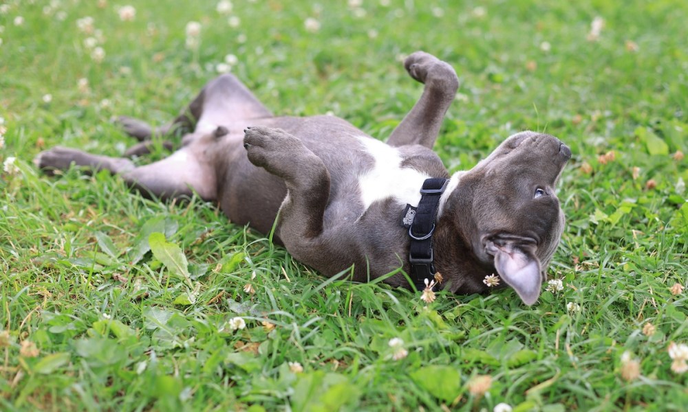 A blue pit bull rolling in grass