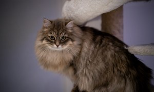 A Siberian cat sitting in a cat tower in front of a purple background