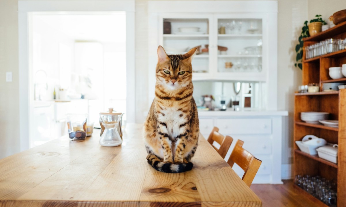 A striped cat sits on a kitchen table