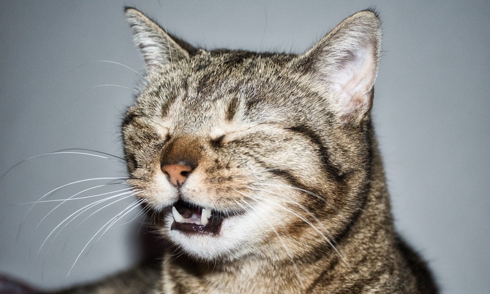 A tabby cat sneezes with their eyes closed