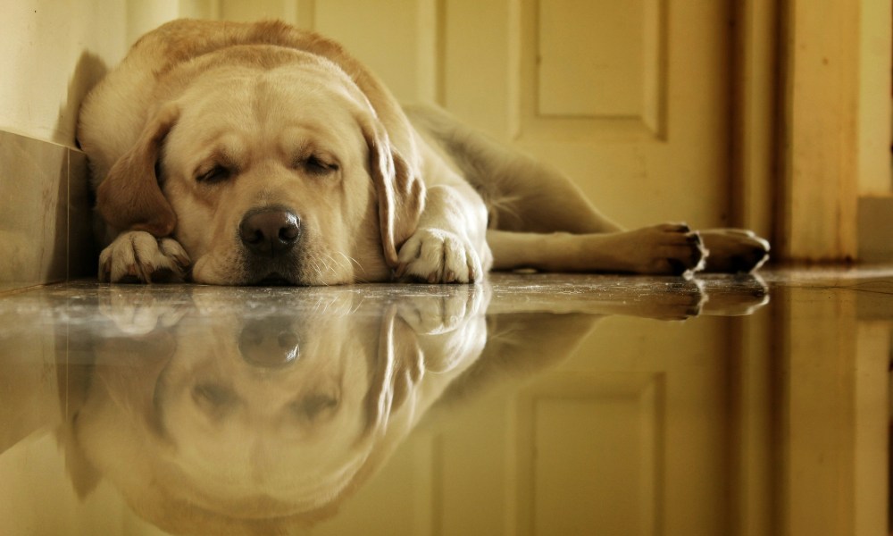 a yellow Labrador sleeps on the floor with their reflection in the polished floor