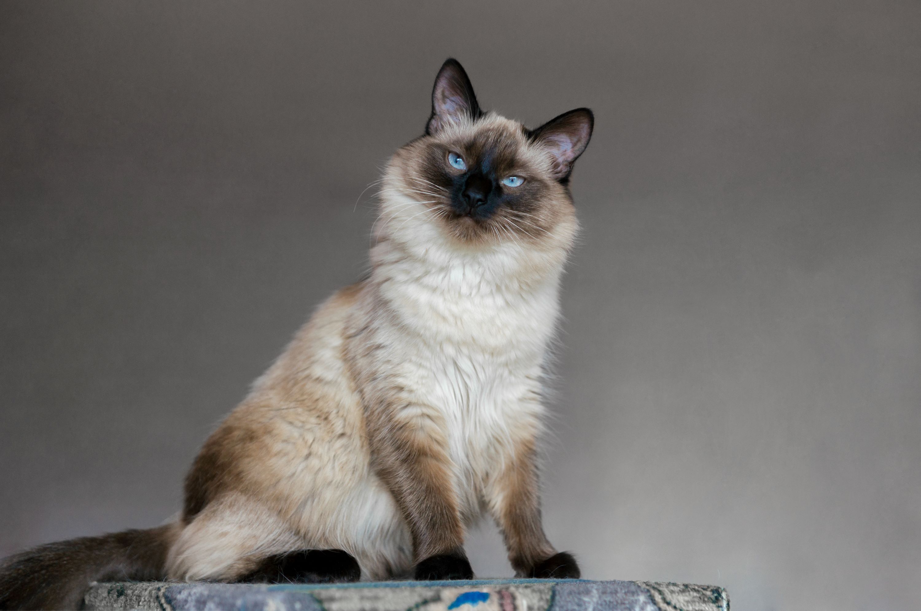 Balinese cats fashion for