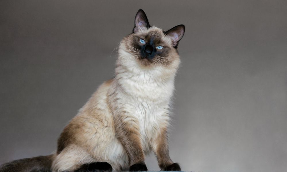 Balinese cat on cat tree