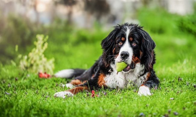 Bernese mountain dog with a par in his mouth