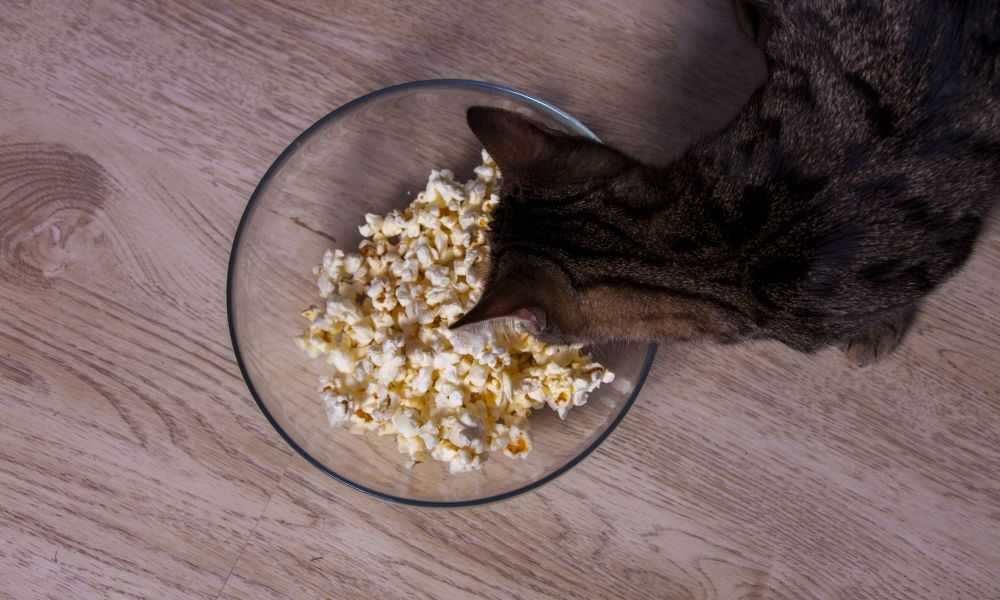 Cat with head in a bowl of popcorn