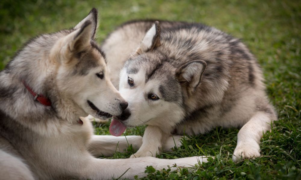 One Alaskan malamute licking another