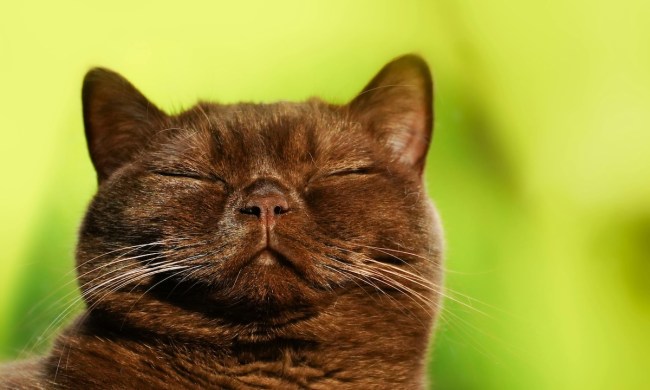 A Burmese cat with brown fur