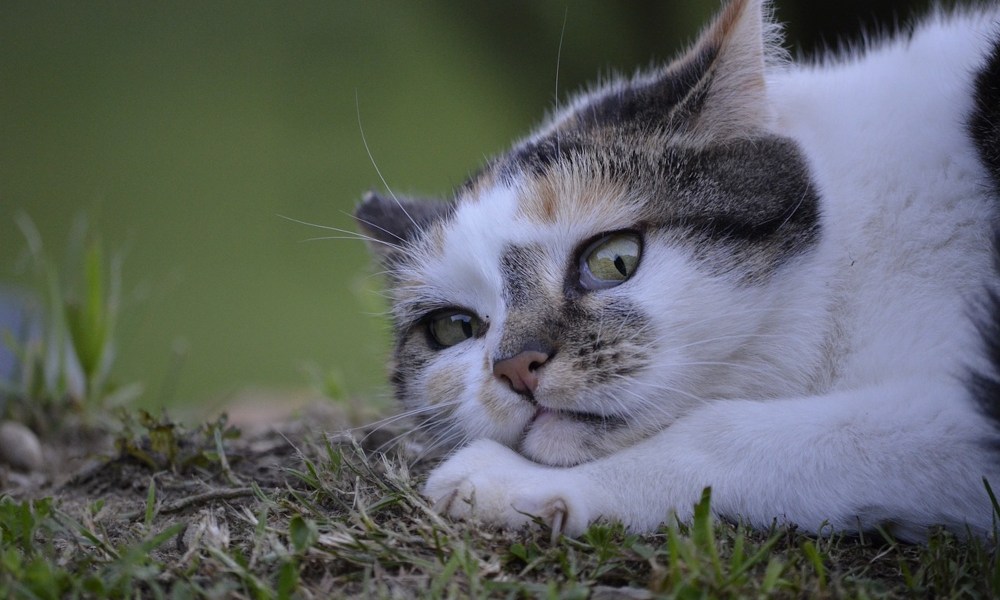 A Calico cat with green eyes lies on her paws on the grass