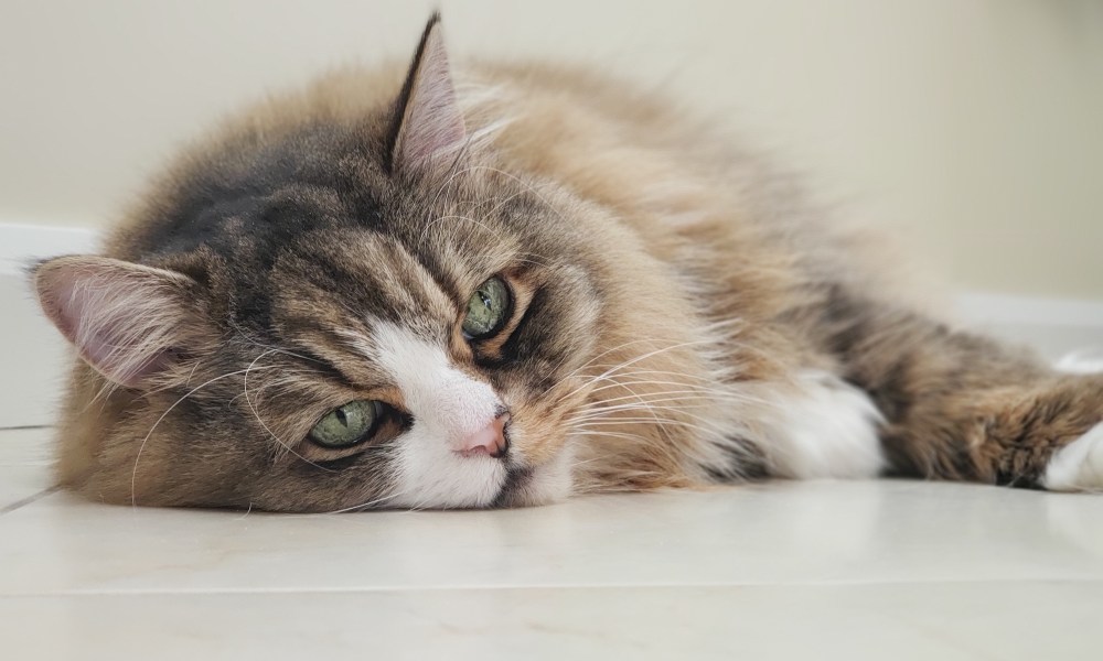 Ragamuffin cat resting on the floor