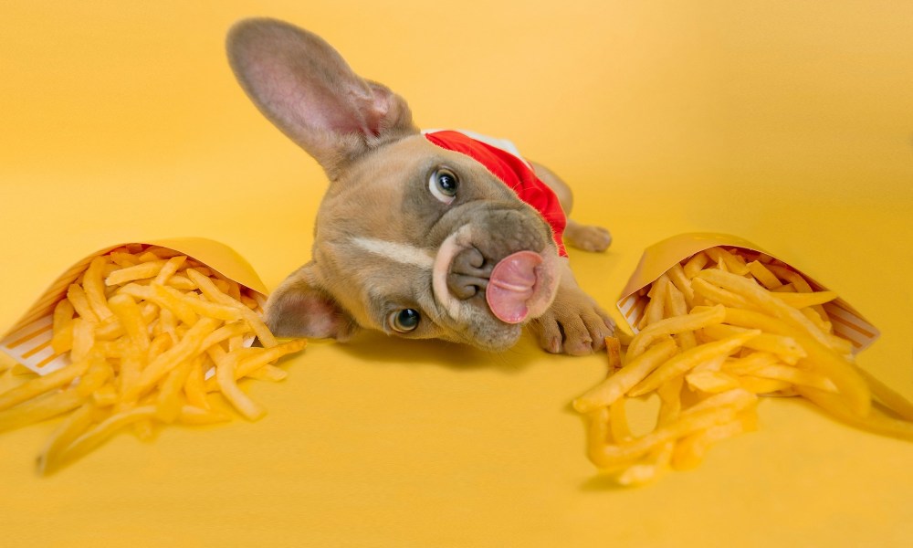 A French Bulldog lies on the ground between packs of French fries