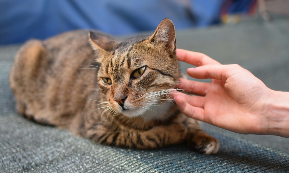 A hand reaches out to pet a tabby cat