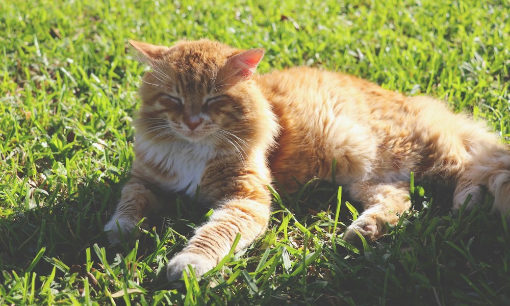 Orange cat relaxing in the grass on a sunny day