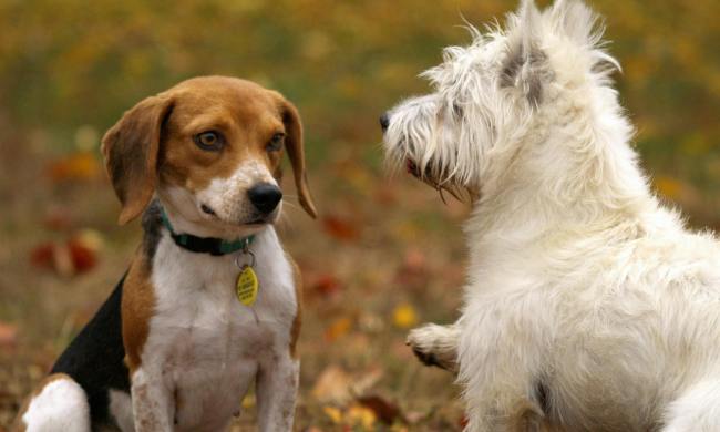 Two small dogs outside together