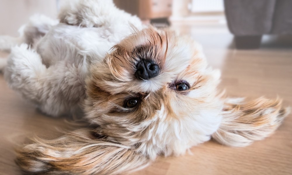 A Shih Tzu dog lies on their back on a hardwood floor