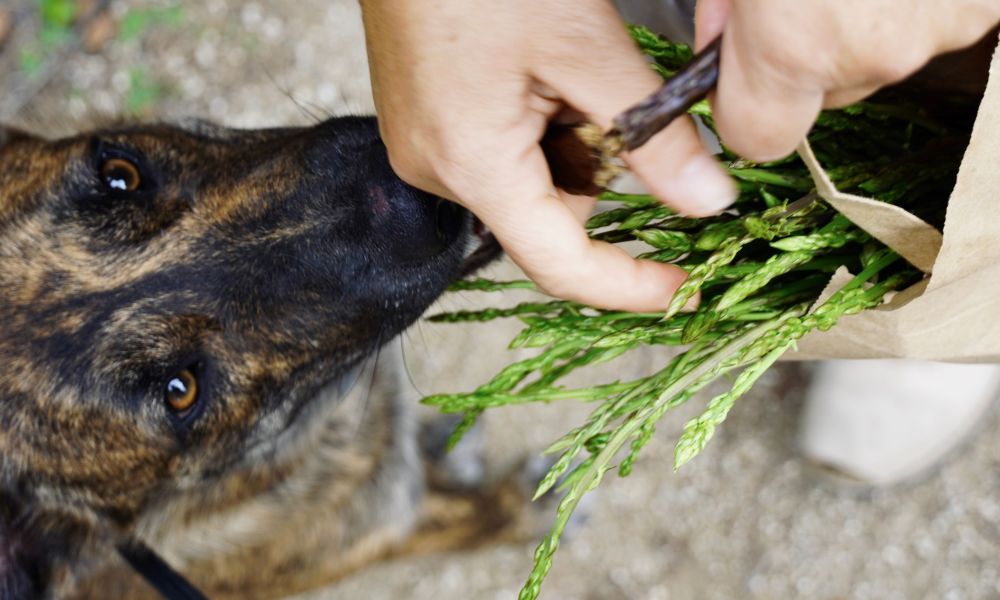 Black and brown dog sniffing asparagus