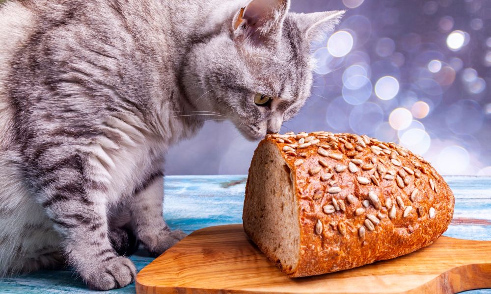 can cats eat bread cat sniffing