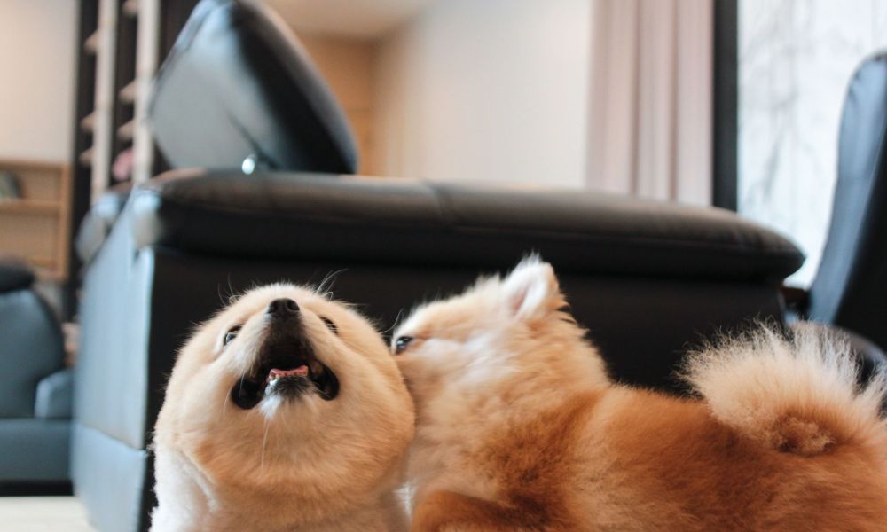 One dog licks another's ear