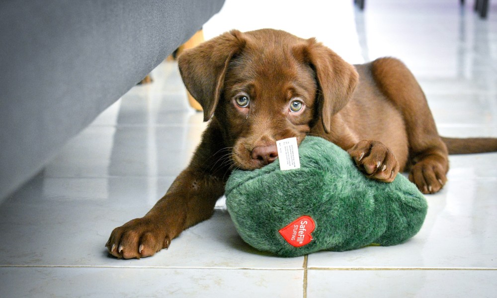 A chocolate Lab puppy chews on a dog toy