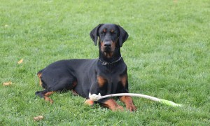 A Doberman pinscher lies in the grass