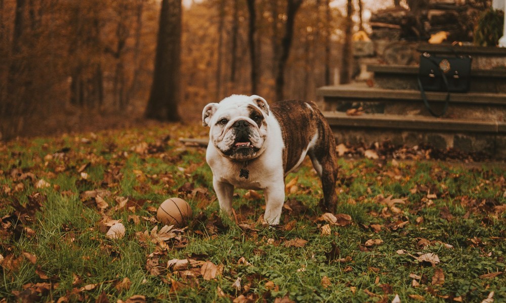 English bulldog outside in autumn