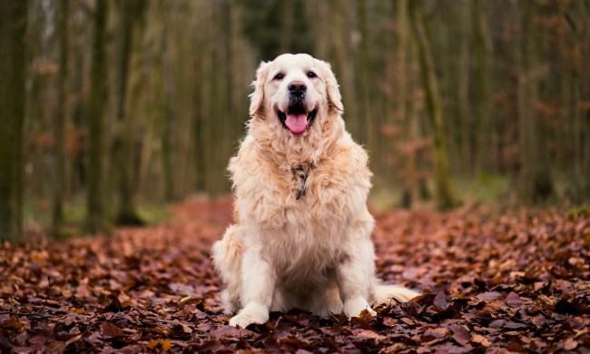 Fluffy golden retriever sitting in autumn leaves