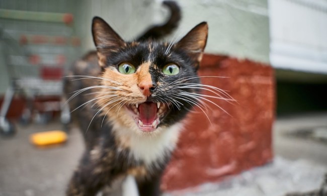 Angry calico cat hissing