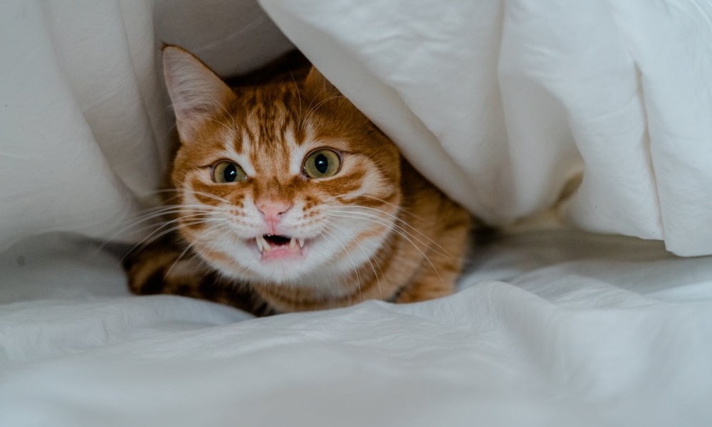 Orange cat hiding and scared