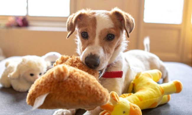 Puppy chewing plush toys