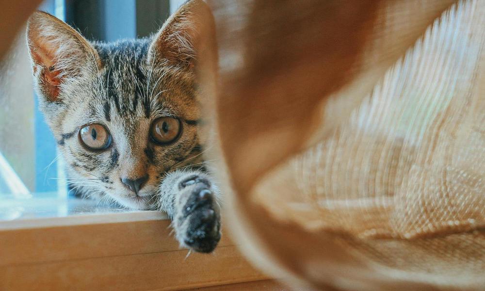 A tabby cat reaches a paw forward