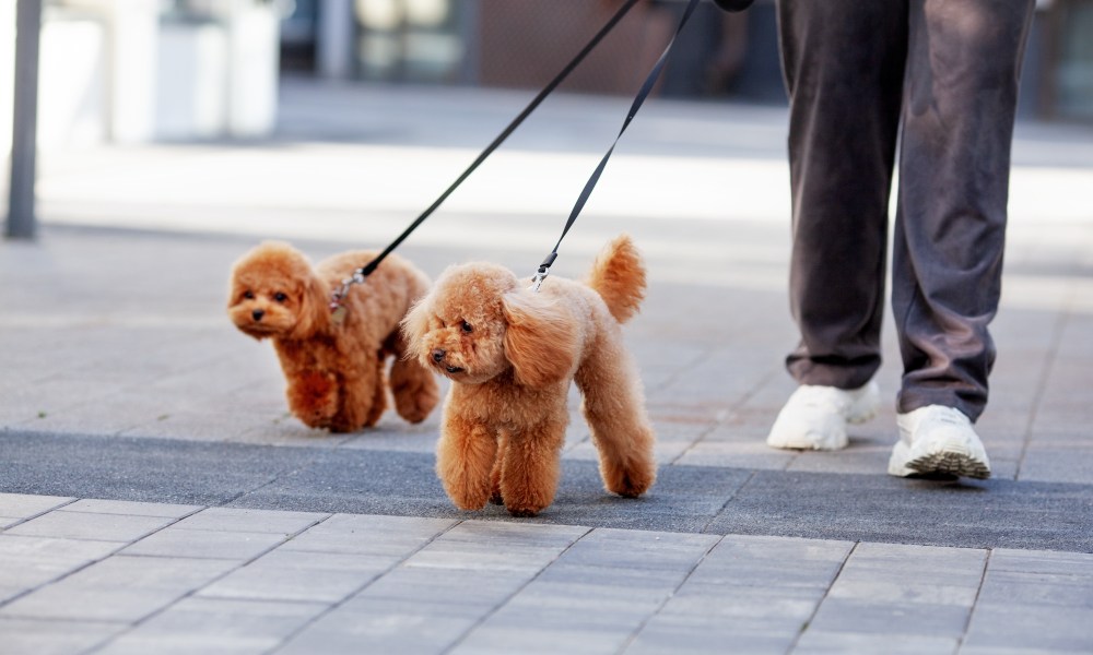 Two apricot toy poodles walk on leash outdoors