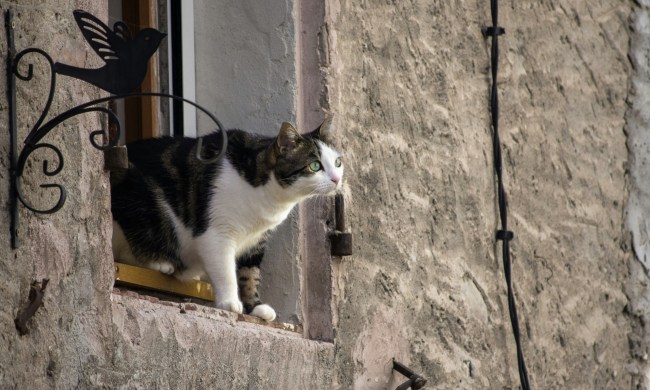 A white tabby cat with green eyes stands looking out a window