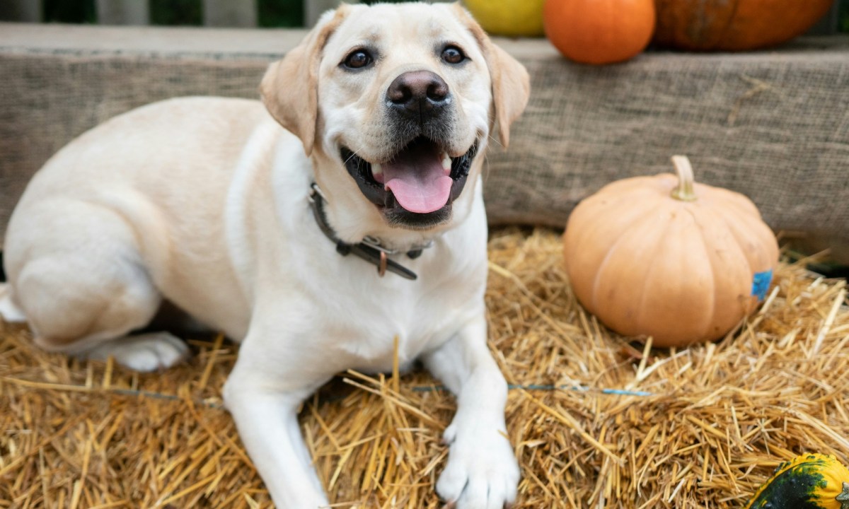 A Yellow Lab lies on a hay bale next to pumpkins