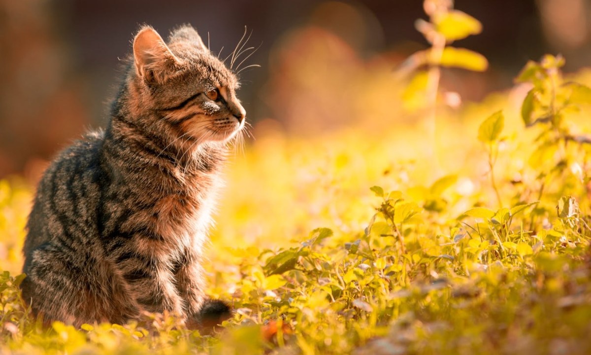 A gray kitten outside during golden hour