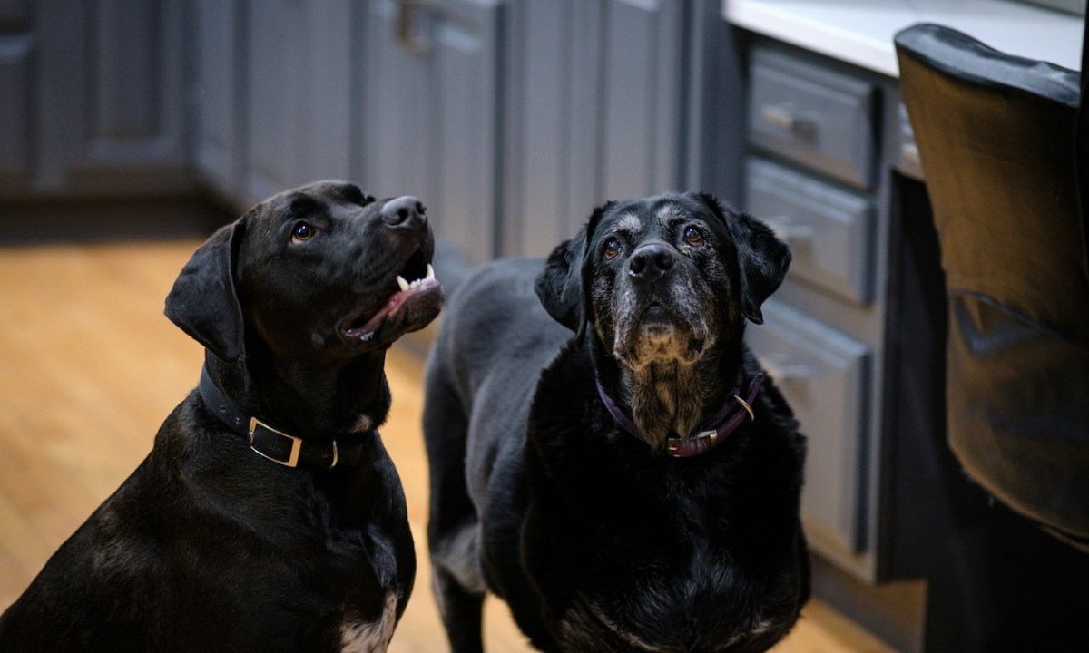 large black dogs in a kitchen looking up hoping for food