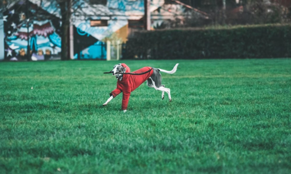 large gray and white dog in a red sweater with stick