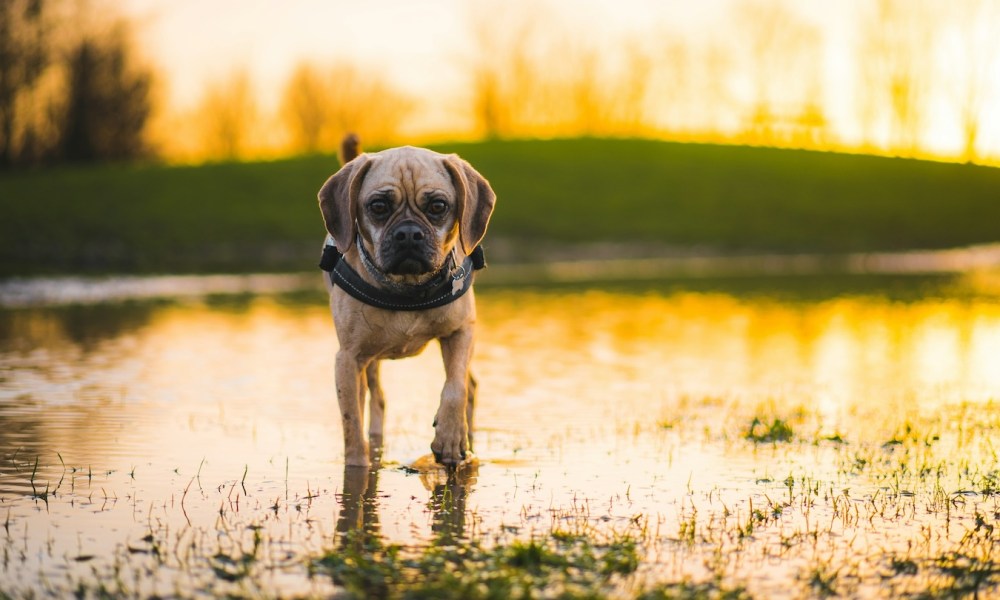 Puggle outside at the golden hour